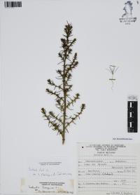Salsola kali image